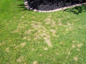 Dollar Spot Disease